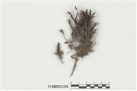 藏品(小金髮苔屬)的圖片